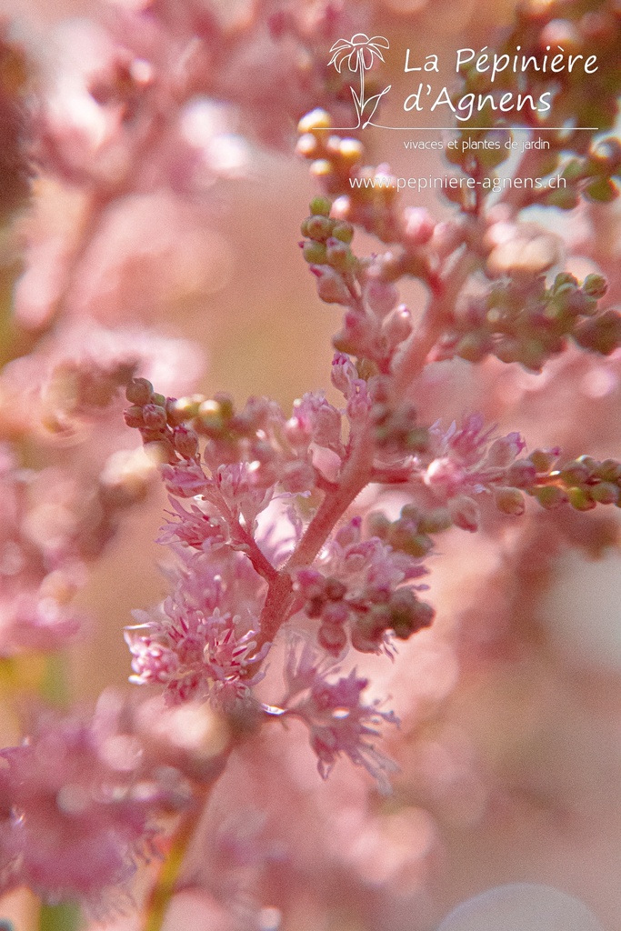 Astilbe hybride 'Country & Western' - La pépinière d'Agnens