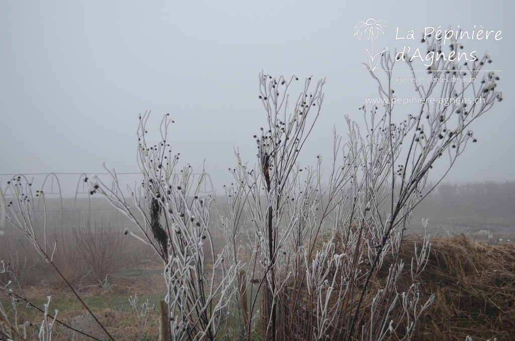 Helianthus salicifolius orgyalis- La pépinière D'Agnens