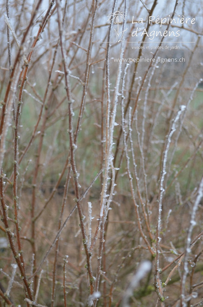 Lycium barbarum 'N° 1'- La pépinière D'Agnens