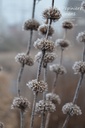 Phlomis tuberosa 'Amazone'