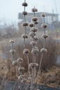 Phlomis tuberosa 'Amazone'