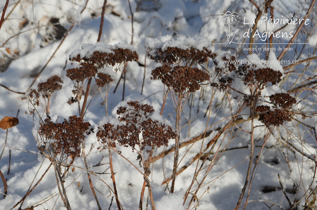 Sedum hybride 'Herbstfreude'