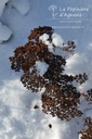 Sedum hybride 'Herbstfreude'