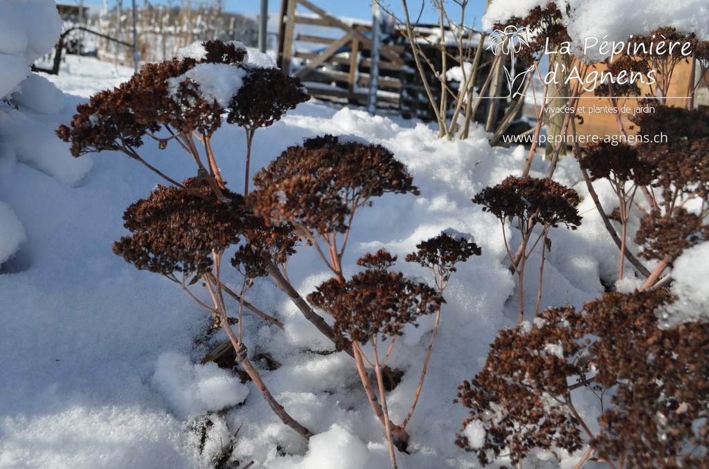 Sedum hybride 'Herbstfreude'