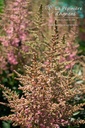 Astilbe hybride 'Country & Western' - La pépinière d'Agnens