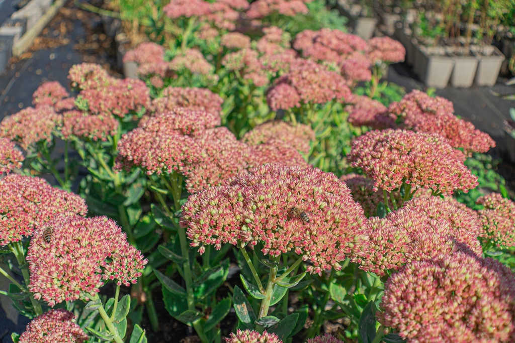 Sedum hybride 'Herbstfreude'