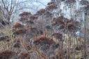 Sedum hybride 'Herbstfreude'