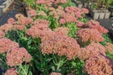 Sedum hybride 'Herbstfreude'