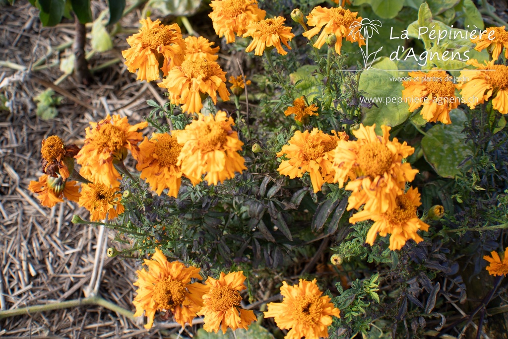Tagetes tinctoria