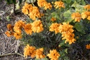 Tagetes tinctoria