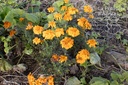 Tagetes tinctoria