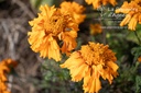 Tagetes tinctoria
