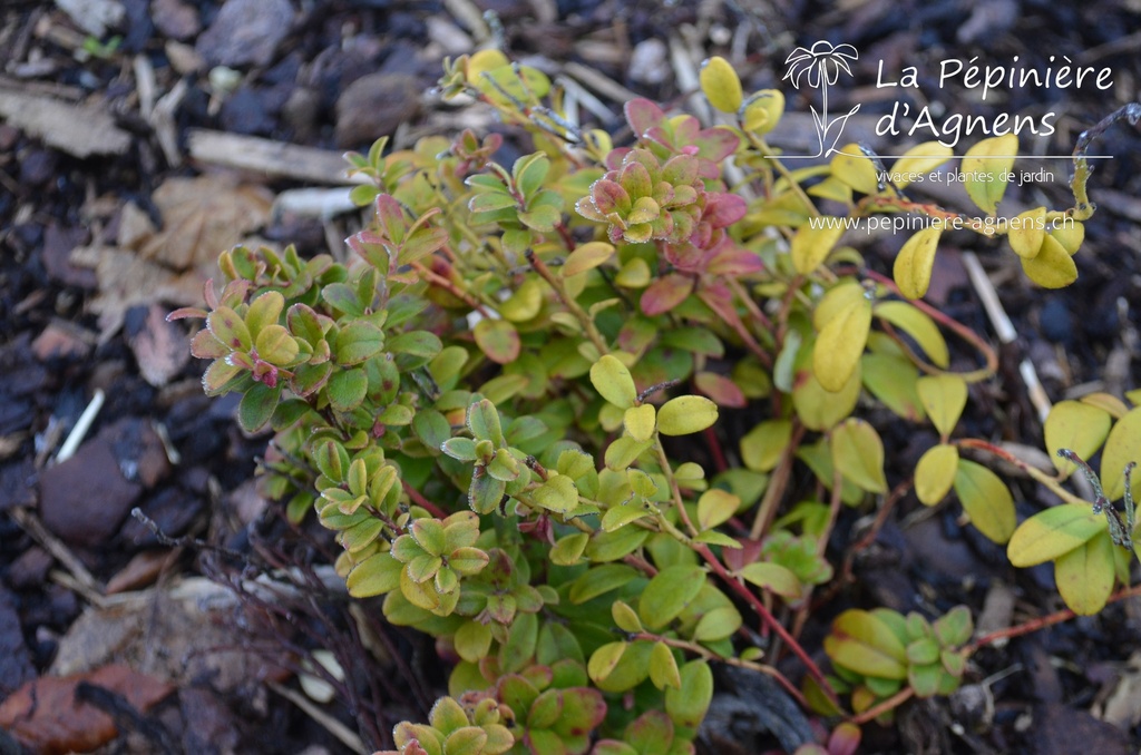 Vaccinium vitis-idaea 
