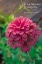 Zinnia elegans