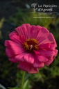 Zinnia elegans