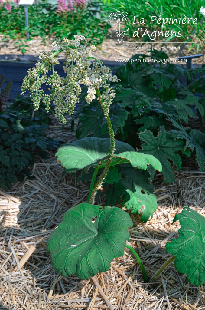 Astilboides tabularis - La pépinière d'Agnens