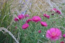 Aster novae-angliae 'Alma Pötschke' - la pépinière d'Agnens