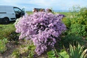 Aster pringlei 'Pink Star' - la pépinière d'Agnens