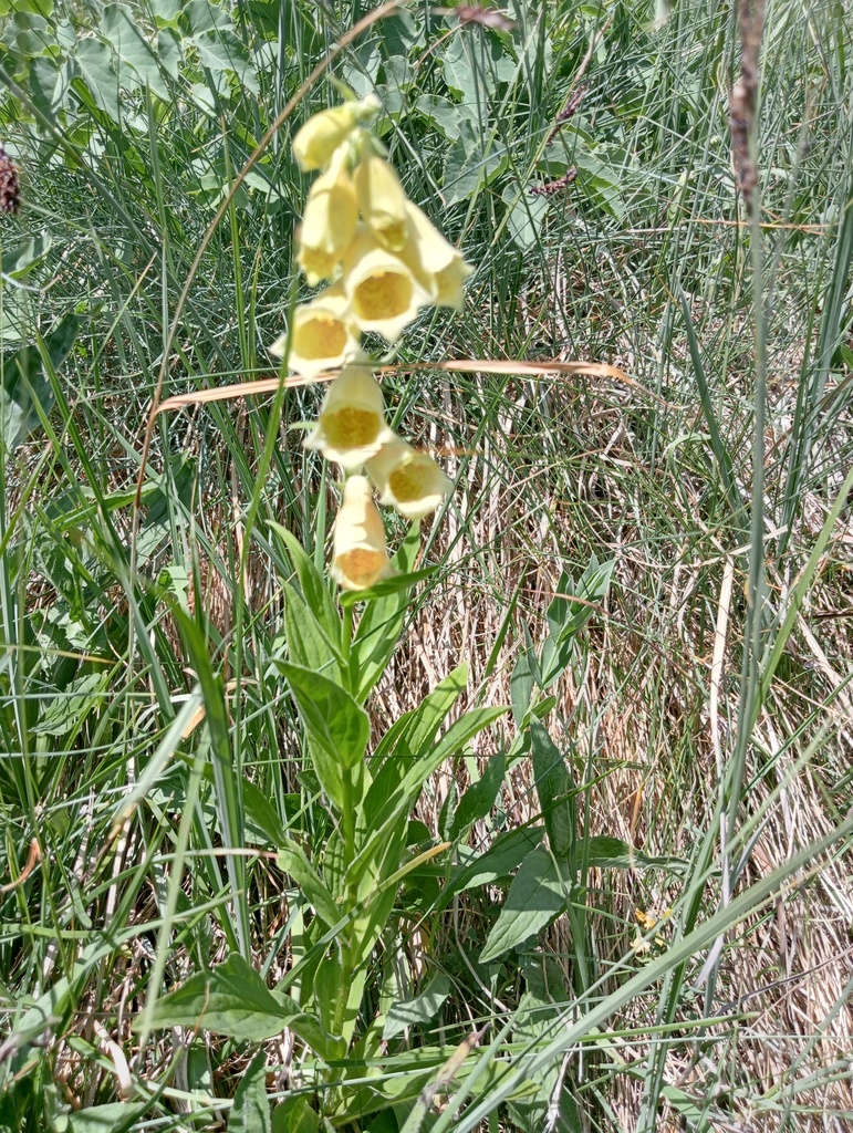 Digitalis grandiflora - La Pépinière d'Agnens