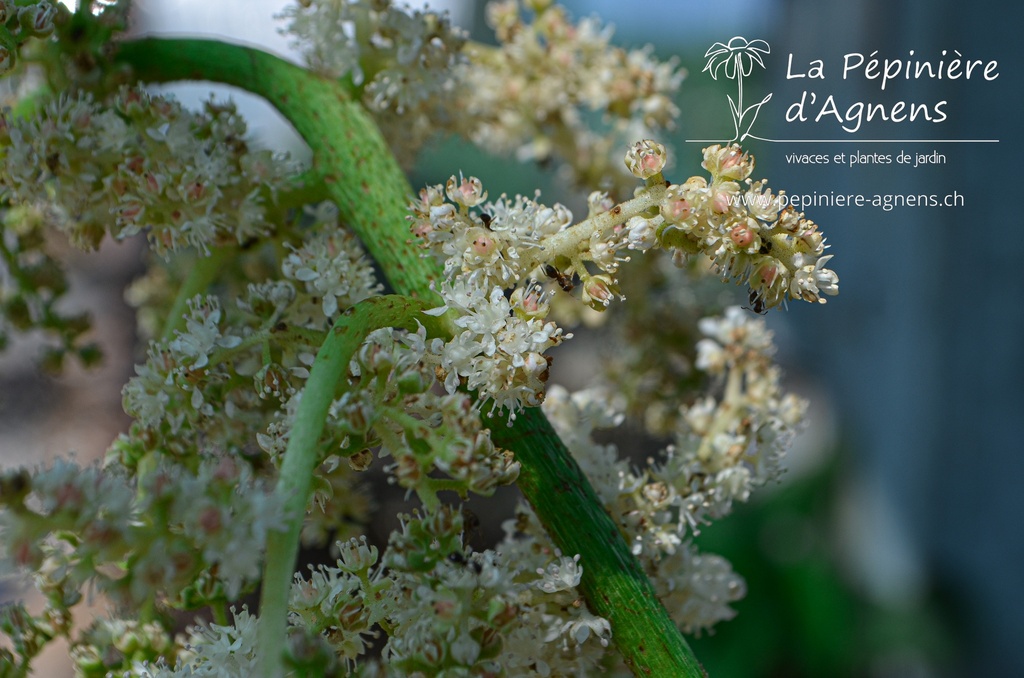 Astilboides tabularis - La pépinière d'Agnens