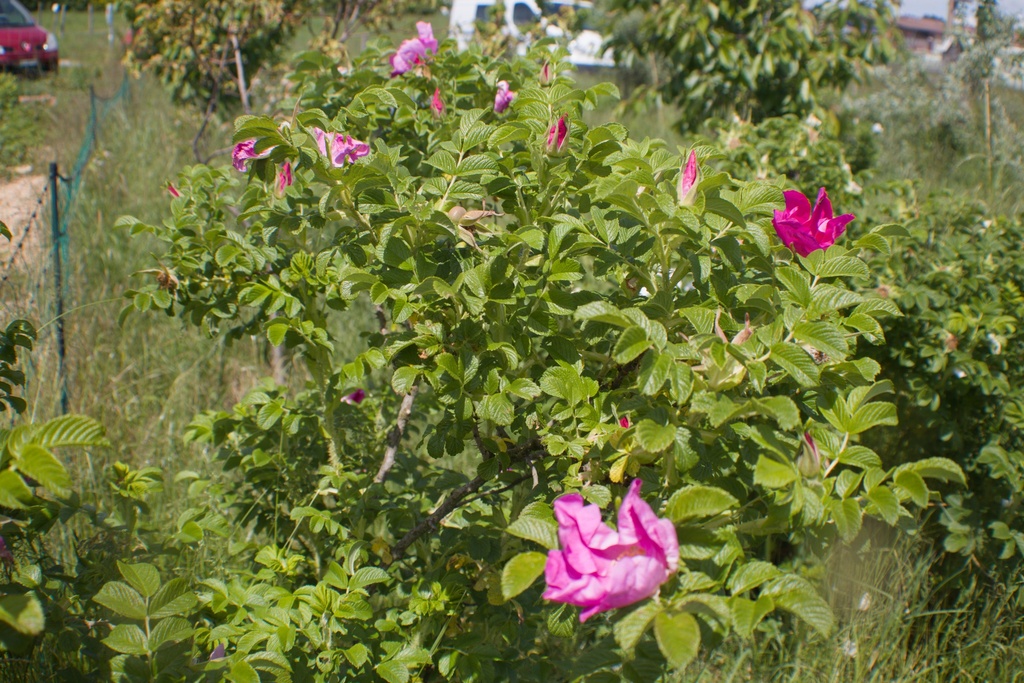 Rosa rugosa- La pépinière d'Agnens