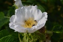 Rosa rugosa- La pépinière d'Agnens