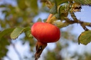 Rosa rugosa - La Pépinière d'agnens
