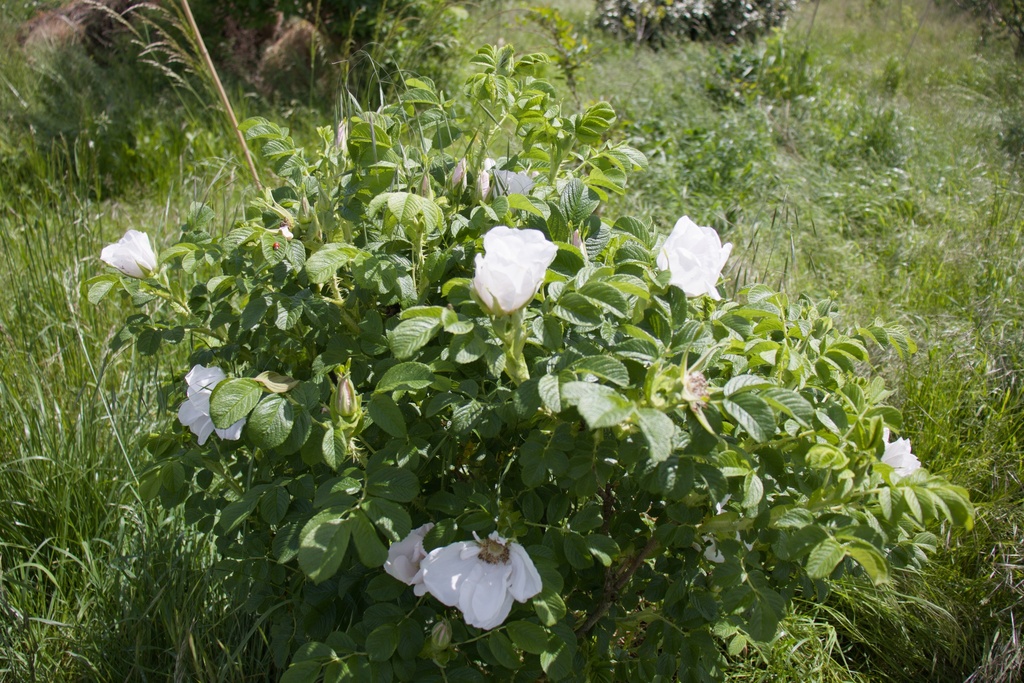 Rosa rugosa - La Pépinière d'Agnens