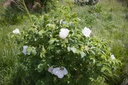 Rosa rugosa - La Pépinière d'Agnens