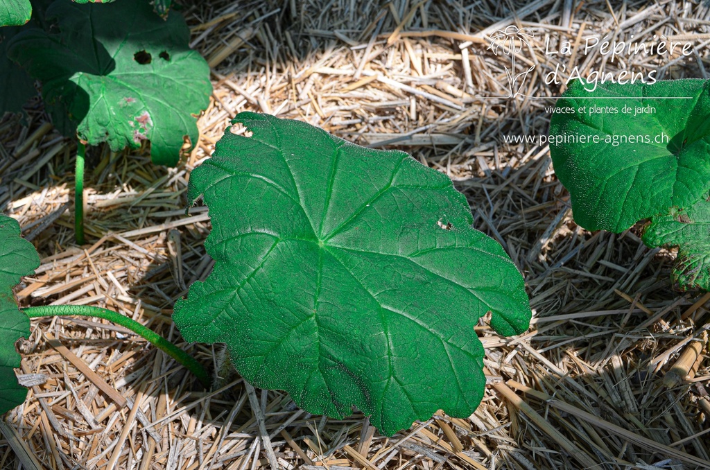 Astilboides tabularis - La pépinière d'Agnens