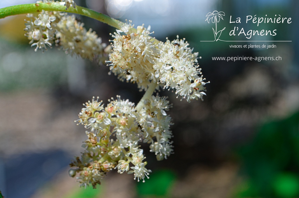 Astilboides tabularis - La pépinière d'Agnens