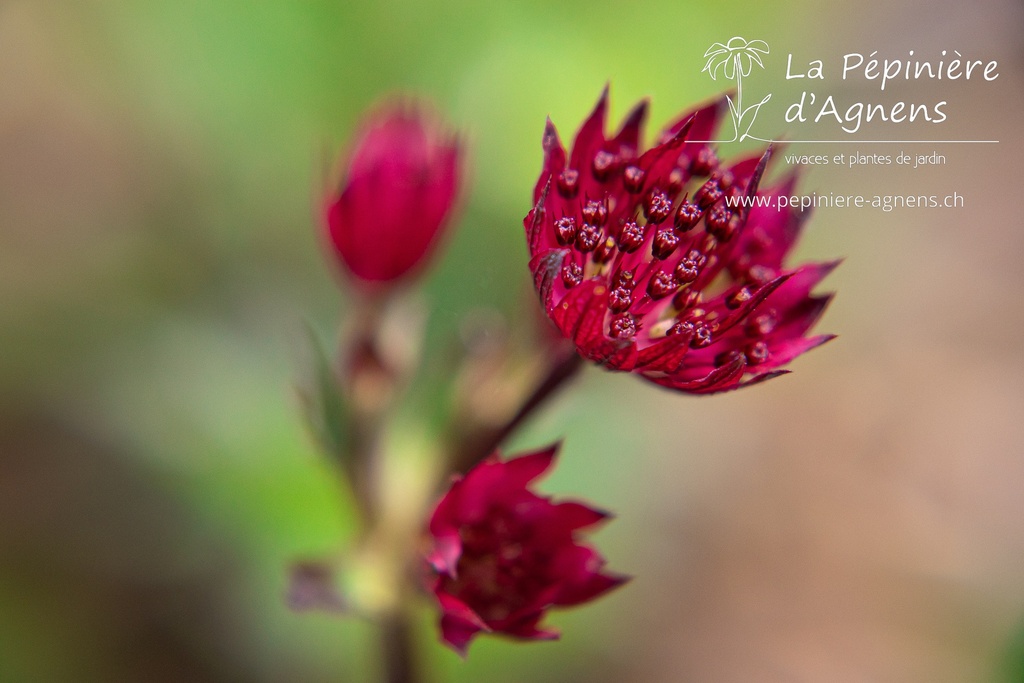 Astrantia major 'Claret' - La pépinière d'Agnens