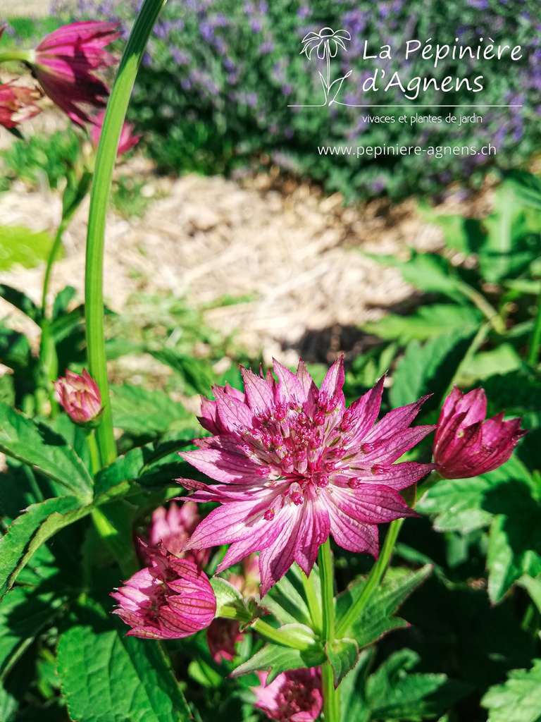 Astrantia major 'Roma' - La pépinière d'Agnens