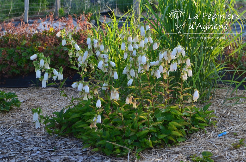 Campanula takesimana 'Alba' - La Pépinière d'Agnens