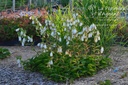 Campanula takesimana 'Alba' - La Pépinière d'Agnens