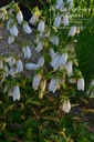 Campanula takesimana 'Alba' - La Pépinière d'Agnens