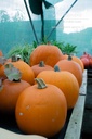 Courge à fruits moyens 'Jack O'Lantern' - la Pépinière d'Agnens