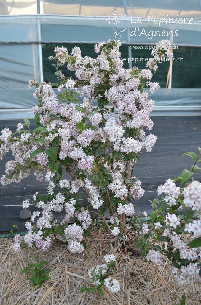 Deutzia crenata 'Tourbillon Rouge' - La Pépinière d'Agnens