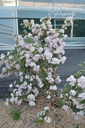 Deutzia crenata 'Tourbillon Rouge' - La Pépinière d'Agnens