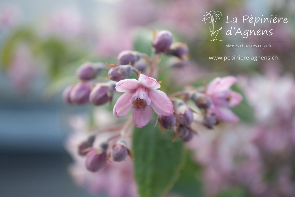 Deutzia crenata 'Tourbillon Rouge' - La Pépinière d'Agnens