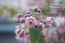 Deutzia crenata 'Tourbillon Rouge' - La Pépinière d'Agnens