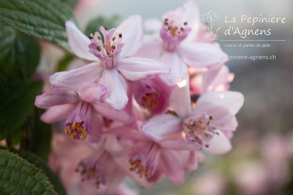 Deutzia crenata 'Tourbillon Rouge' - La Pépinière d'Agnens