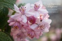 Deutzia crenata 'Tourbillon Rouge' - La Pépinière d'Agnens