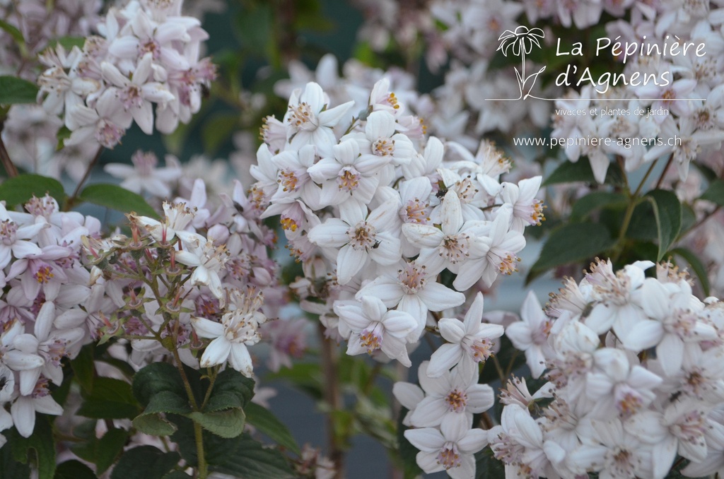 Deutzia crenata 'Tourbillon Rouge' - La Pépinière d'Agnens