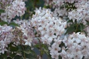 Deutzia crenata 'Tourbillon Rouge' - La Pépinière d'Agnens