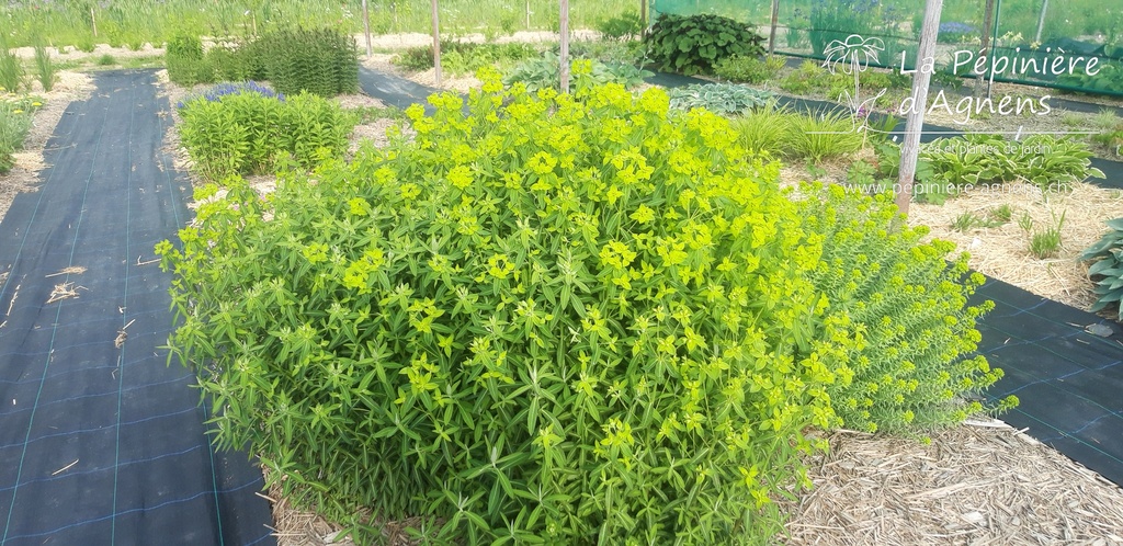 Euphorbia pekinensis- La pépinière d'Agnens