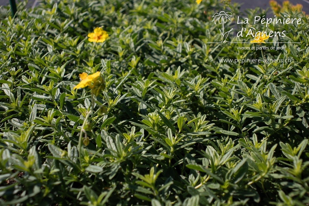 Helianthemum hybride 'Golden Queen' - La pépinière d'Agnens