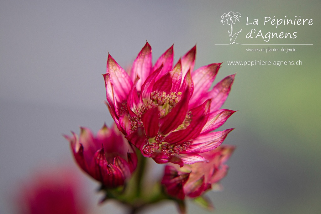 Astrantia major 'Ruby Wedding' - La pépinière d'Agnens