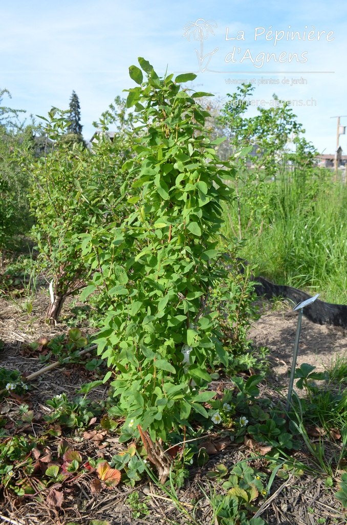 Lonicera kamtschatica 'Maistar' - La Pépinière d'Agnens
