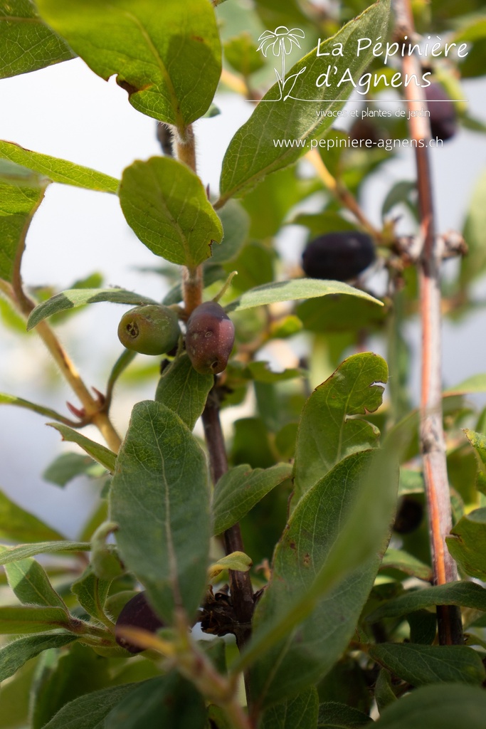 Lonicera kamtschatica 'Maistar' - La Pépinière d'Agnens